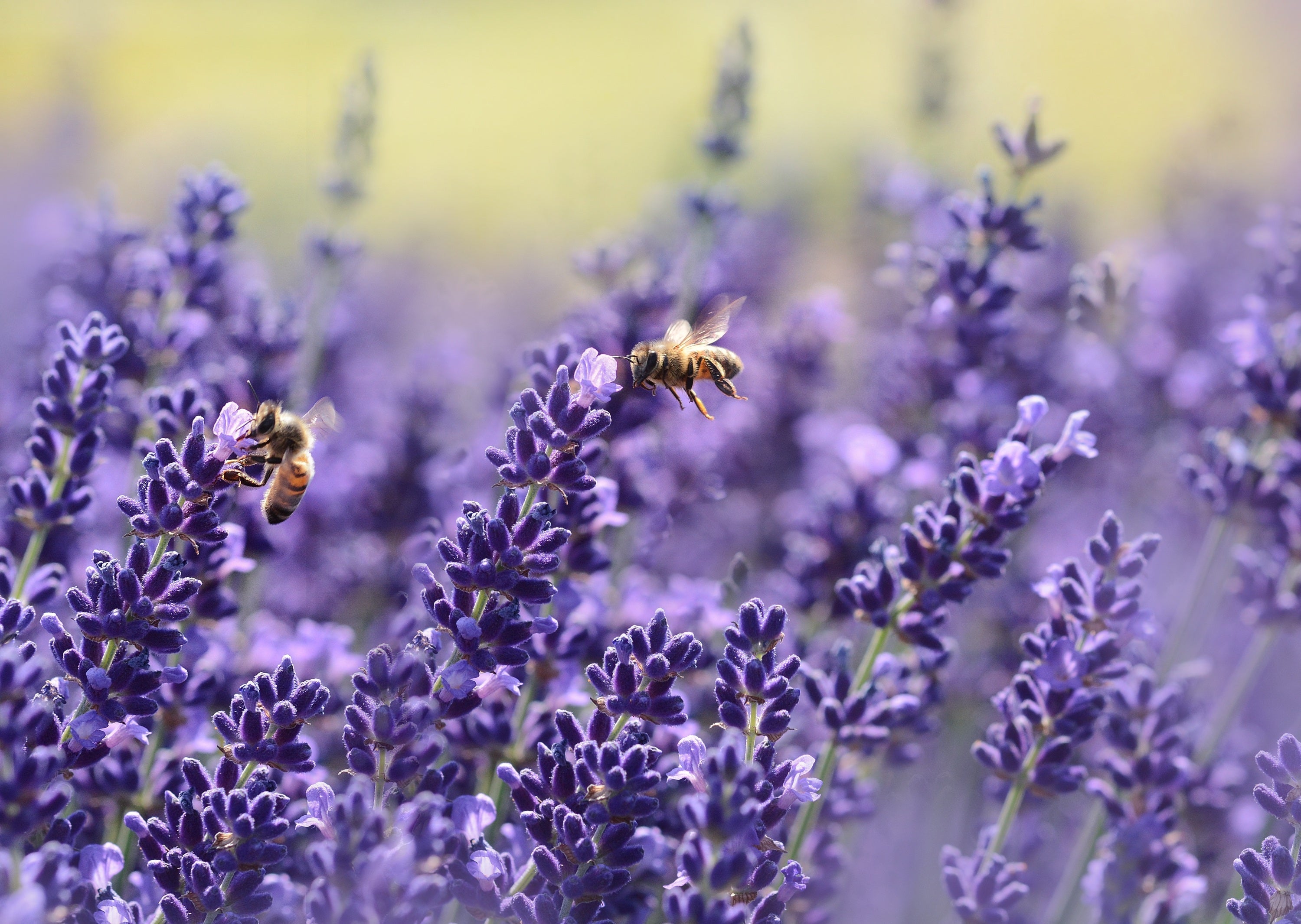 Campos de Lavanda